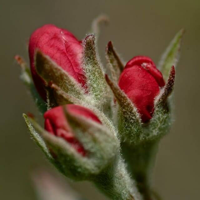fiori di melo